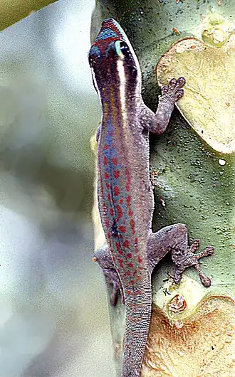 Description de cette image, également commentée ci-après