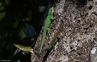 Description de l'image Phelsuma rosagularis imported from iNaturalist photo 434800320 on 22 January 2025.jpg.
