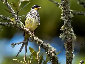 Description de l'image Phibalura flavirostris - Swallow-tailed Cotinga (male); Campos do Jordão, São Paulo, Brazil.jpg.