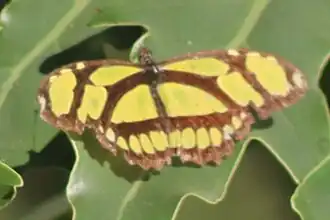 Description de l'image Philaethria wernickei 297512282.jpeg.