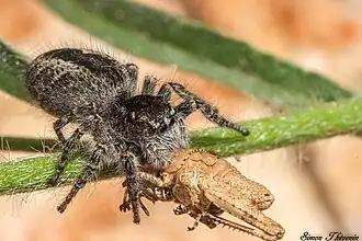 Femelle prédatant un criquet juvénile.