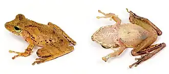 Description de l'image Philautus hosii (10.3897-evolsyst.2.27020) Figure 5 (cropped).jpg.