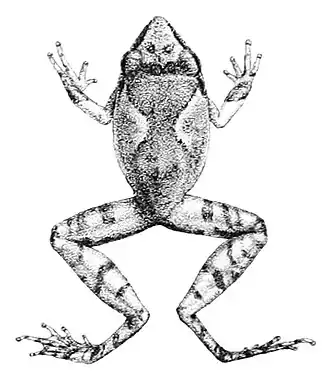 Description de l'image Philautus oxyrhynchus.jpg.