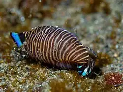 Tubulophilinopsis lineolata.