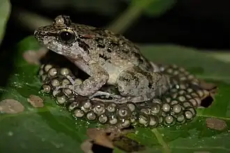 Description de l'image Philippine Swamp Frog (Limnonectes leytensis)5.jpg.