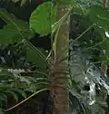 Philodendron giganteum en Guadeloupe suspendu sur un arbre