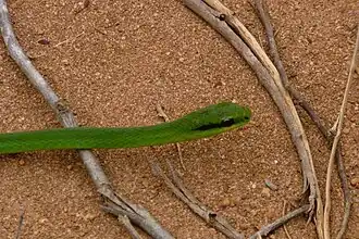 Description de l'image Philodryasolfersii1.jpg.