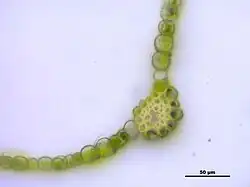Coupe transversale d'une feuille de Philonotis caespitosa montrant la fausse nervure.