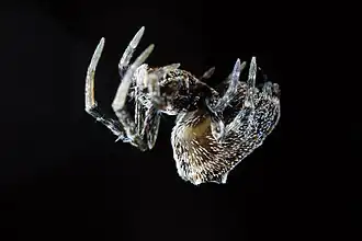 Description de l'image Philoponella congregabilis 8720345.jpg.