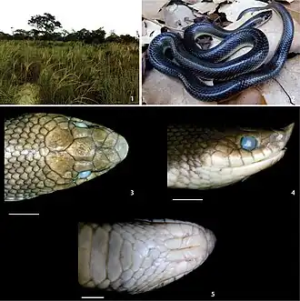 Description de l'image Phimophis guerini (10.3897-zoologia.36.e27645) Figures 1–5.jpg.