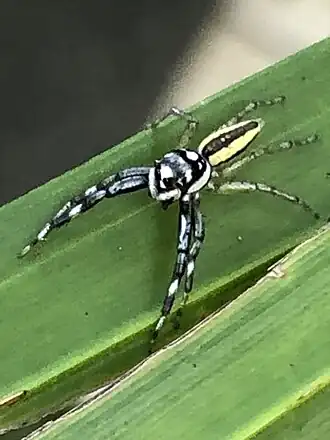 Description de cette image, également commentée ci-après