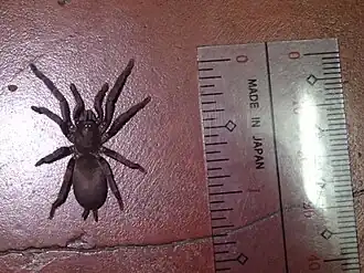 Description de l'image Phlogiellus sp. "Baguio" (9105932526).jpg.