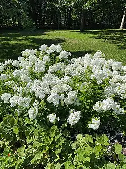 Phlox paniculé blanc (Parc du Bois-de-Coulonge, Québec)