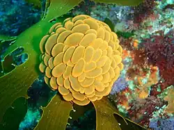 Phlyctenactis tuberculosa