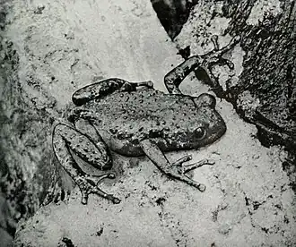 Description de l'image Phlyctimantis verrucosus.jpg.