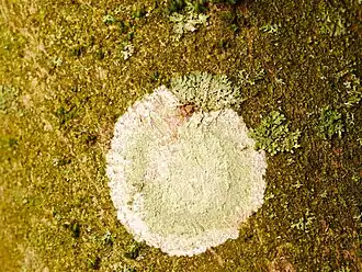 Le thalle du lichen taché de peinture blanche&nbsp;(en) est recouvert, à l'exception de la marge, de nombreuses soralies vertes irrégulières.