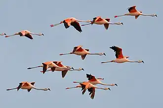 Flamants du Chili (Phoenicopterus chilensis)