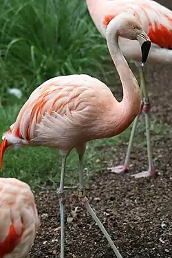 Flamants du Chili (Phoenicopterus chilensis)