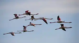 Un vol de flamants roses à Sète.