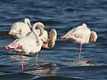 Le Flamant rose (Phoenicopterus roseus).