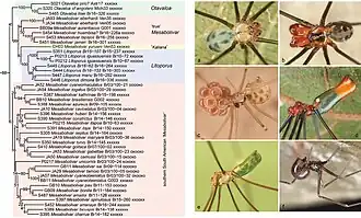 Description de l'image Pholcidae (10.3897-zookeys.789.22781) Figure 4.jpg.