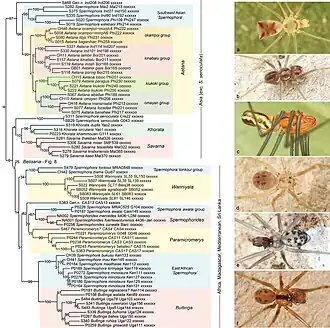 Description de l'image Pholcidae (10.3897-zookeys.789.22781) Figure 7.jpg.