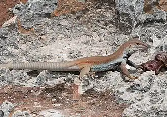 Description de l'image Pholidoscelis chrysolaemus fictus MG 0986.jpg.