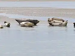 Des phoques en « position banane ».