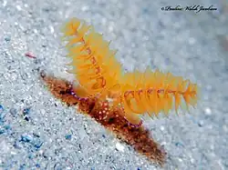 Phoronopsis californica