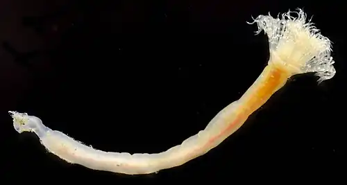 Phoronopsis harmeri sorti (artificiellement) de son tube.