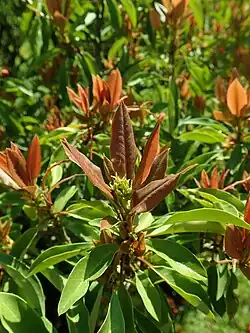 Jeunes feuilles bronzées.