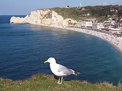 Mauve (goëland) sur fond d'Étretat, de sa plage, de la falaise Amont et de son chapelle.