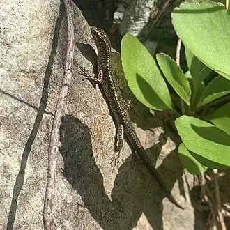 Description de l'image Photo 229629807, (c) 岸本年郎, some rights reserved (CC BY), uploaded by 岸本年郎.jpg.