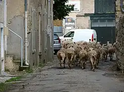 Troupeau de brebis laitières dans les rues du bourg de Nant.