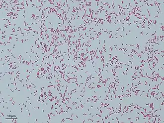 Description de l'image Photo culture hafnia alvei.jpg.