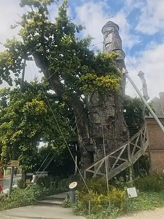 Le chêne d'Allouville