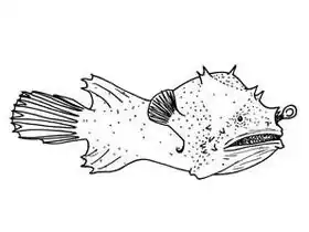 Description de l'image Photocorynus spiniceps.jpg.