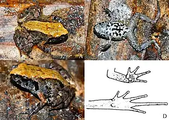 Description de l'image Photos-of-Liurana-medogensis-Photos-by-Kai-WANG-A-C-dorsal-view-dorsolateral-view.jpg.