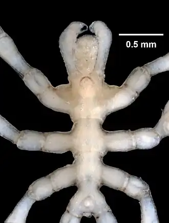 Description de l'image Phoxichilidium femoratum (YPM IZ 077274) 002.jpeg.