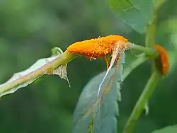 Rouille du rosier, Phragmidium mucronatum.