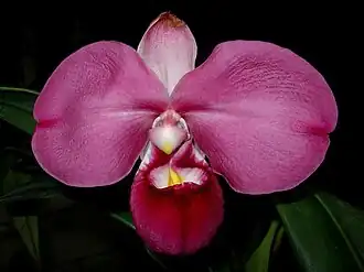 Description de l'image Phragmipedium kovachii.jpg.