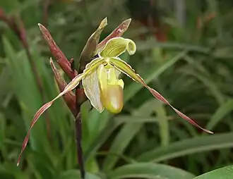 Description de l'image Phragmipedium longifolium 1.jpg.