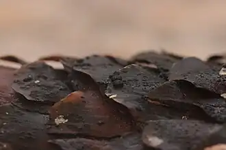 Conidiomes&nbsp;(en).