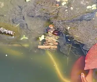 Description de cette image, également commentée ci-après