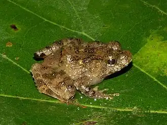 Description de l'image Phrynobatrachus cricogaster01.jpg.