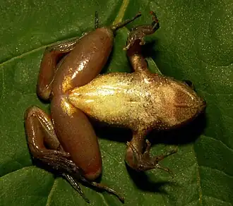 Description de l'image Phrynobatrachus jimzimkusi.jpg.