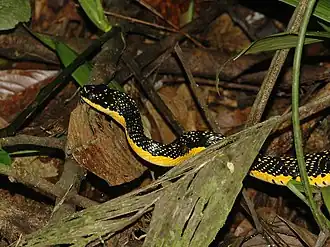 Description de l'image Phrynonax shropshirei 24575801.jpg.