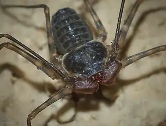 Description de l'image Phrynus barbadensis 2018.jpg.