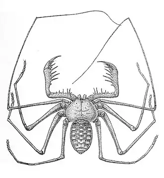 Description de l'image Phrynus tessellatus 1894.jpg.