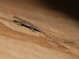 Description de l'image Phuwua Rock Agama imported from iNaturalist photo 60480963 on 1 October 2021.jpg.